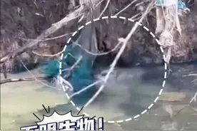 湖南长沙：河边有个不明生物被困，好心路人报警求助，原来是只可爱小水獭被渔网铁丝缠上图片