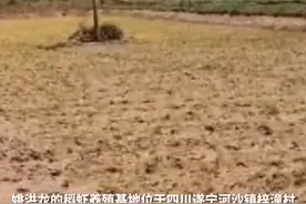 一夜回到解放前，四川龙虾养殖者泪诉：网红一句话，几万斤虾丢失图片