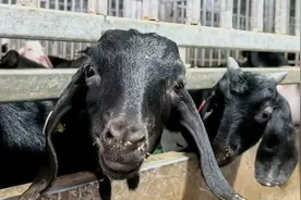 健身、饮食营养、住楼房！说的是松江这山羊养殖基地的“混血羊”图片