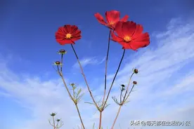 稳定情绪的21个小方法图片