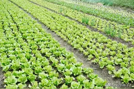 生菜什么时候种合适？出苗后怎样管理？这样做生菜出苗快长的好图片