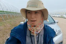 四川女生在澳洲农场打工的真实生活：早上4点摘草莓，时薪29澳元图片