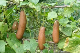 12种蔬菜能自己留种，别再傻傻地买杂交种子了，老品种更安全放心图片