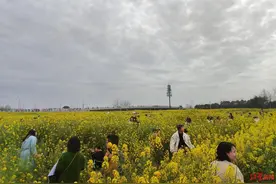 成都“赏花游”热进全国前十！激活“春日经济”，一路繁花撬动文旅新消费图片