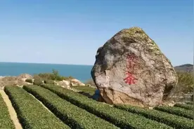 崂山绿茶是什么茶？图片
