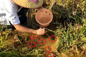 每斤上千元！杭州有人到处找它，很多人的“童年阴影”这么值钱？图片