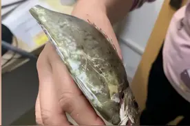 女子举着鱼进医院，医生狂赞：做得好！稍有不慎就可能要截肢图片