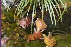 离大谱！武汉夫妻离婚，争夺13只龟抚养权，法院判决公平公正图片
