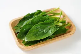 蔬菜之王—菠菜图片