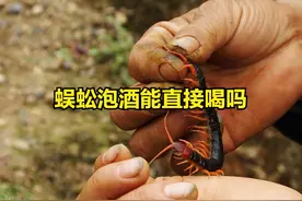 蜈蚣泡酒能直接喝吗图片