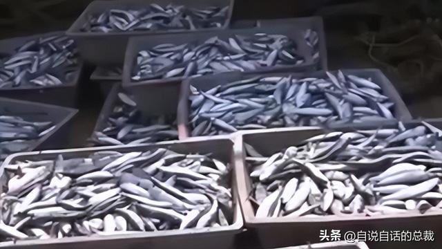 笔架鱼肚 花胶 区别 2026年笔架鱼肚怎么做好吃