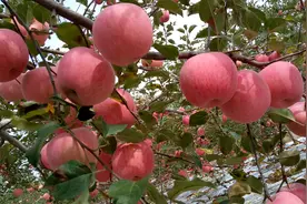 【延安精神永放光芒】用延安精神筑牢教师职业道德图片
