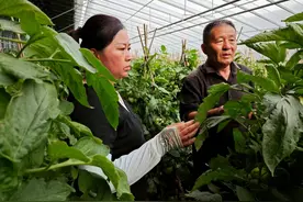 番茄种子太空“蝶变” 科技助力乡村振兴图片