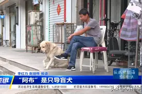 石家庄第一只导盲犬阿布，和主人风雨相伴已经两年半！图片
