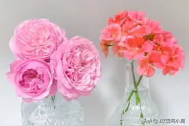 养花5年，分享8款适合北向封闭阳台露台耐阴爱开花的植物③图片
