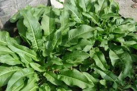 野菠菜也叫土大黄，金不换，煮水作用厉害了，野外看到拔些备用图片
