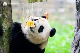 共祝“福宝”生日快乐，他们齐聚神树坪基地图片