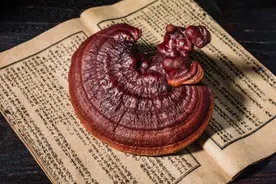 灵芝孢子和灵芝的功效与作用及吃法禁忌图片