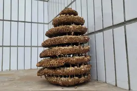 马蜂在家房檐搭窝，不久就会家产万贯？图片