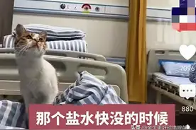 太神奇！一个女孩在医院输液，药快没时女孩不知所措，神奇猫救场图片
