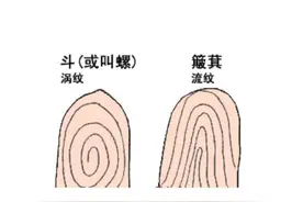 你手指上有几个螺，几个簸箕？“螺越多越富贵”是真的吗？图片