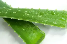 UQB：神奇的“库拉索芦荟”，与普通芦荟有何不同？图片