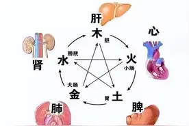 百病从肝治：探讨肝脏与五脏六腑的关系图片