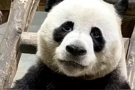 国宝大熊猫：你猜我是高兴还是不高兴？图片