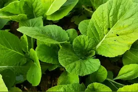 不要抱怨高温干旱蔬菜种不了，那是因为你没有掌握这3个种植技巧图片