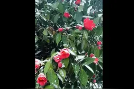 浙江下雪了！图片