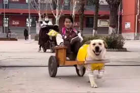 幼儿园放学惊现“狗力专车”，小主人坐得开心，网友看得乐呵！图片
