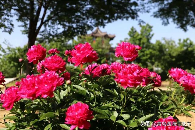 免费送票!西海岸这片牡丹花海惊艳全城