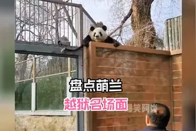 萌兰又双叒“越狱”！西直门三太子的震撼出击图片