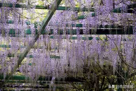 花开成瀑！春日“新顶流”竟藏在黄石这里图片