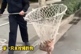 郑州二七区：未拴绳狗直接抓走暂扣！这50类犬不能养图片