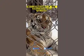 南方小土豆喊东北虎咪咪收获一声冷笑 “我不要面子的?”图片