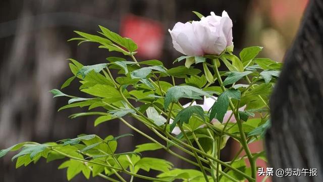 “太庙牡丹游园活动”嗨玩8天！赏花观演、集章打卡、文创市集一站式畅玩