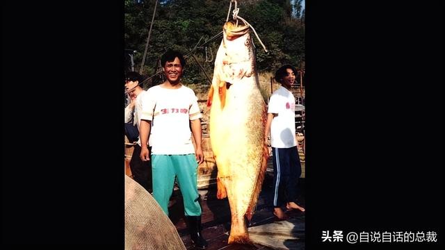 美国陈年花胶 2026年陈年花胶价格