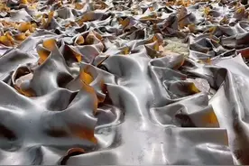 海带你吃吗？图片