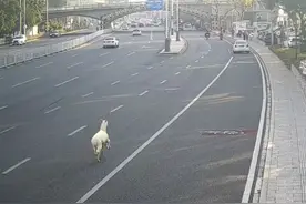 长沙湘江大道惊现“逃跑”羊驼，一路狂奔，还调皮吐口水图片