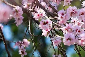 花开满津城丨寻“味”红桥 许你十里桃花香图片