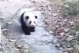 热搜第一！大熊猫花花一名饲养员被解雇！网友吵翻……图片