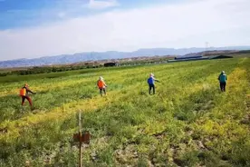 景泰县正路镇“三举措”助推产业发展迭代升级图片