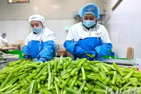 “河北净菜”何以热销北京图片