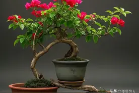 这三角梅造型，艺术界都得佩服！太美了图片