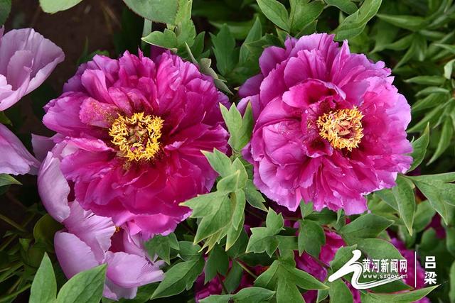 文水:牡丹盛放 游人如织