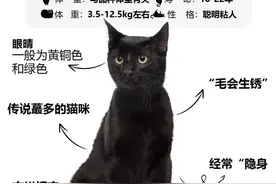 每天认识一种猫(玄猫‍)图片