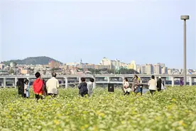 韩国秋季赏花地合集图片
