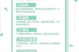 49岁男子向大熊猫投喂苹果。馆方禁止其终身再次进入熊猫基地图片