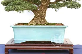 中国十大盆景的美好寓意图片